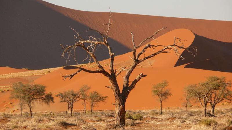 Namibijské zátiší, René Bauer