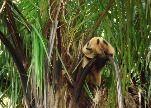 Amazonie Amazonie