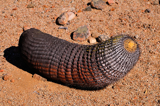 kaktusy Copiapos Columna alba, Chile kaktusy Copiapos Columna alba, Chile