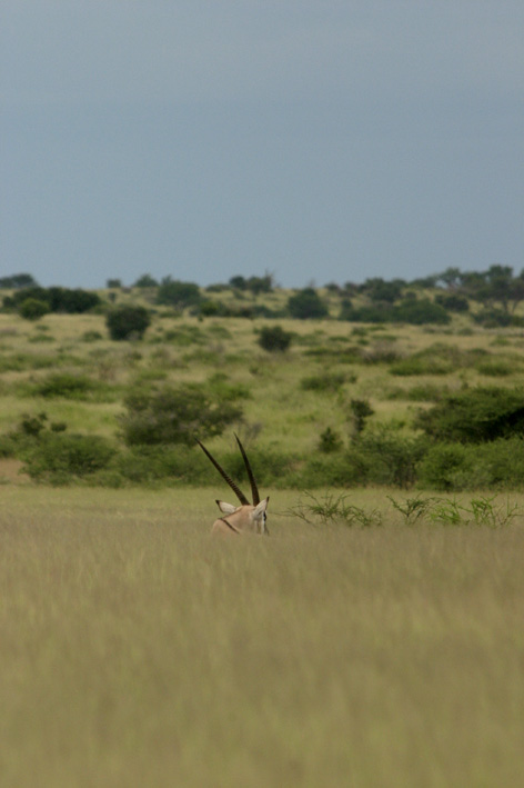 Gemsbok odpočívá v trávě Deception Valley. Je večer a my se vracíme do tábora. Gemsbok odpočívá v trávě Deception Valley. Je večer a my se vracíme do tábora.