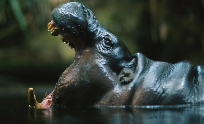 Hroší koupel. Autor: National Geographic Česko Hroší koupel. Autor: National Geographic Česko