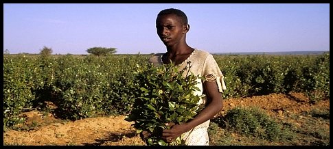 Africká droga Khat, Somálsko Africká droga Khat, Somálsko