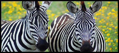 zebry, Tanzanie