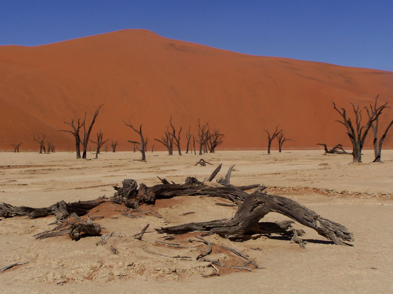 Poušť Namib - Dead Vlei, Namíbie.