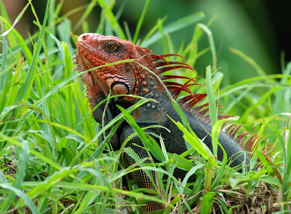 Z vysokých břehů řeky nás bez hnutí pozoruje leguán zelený (Iguana iguana).