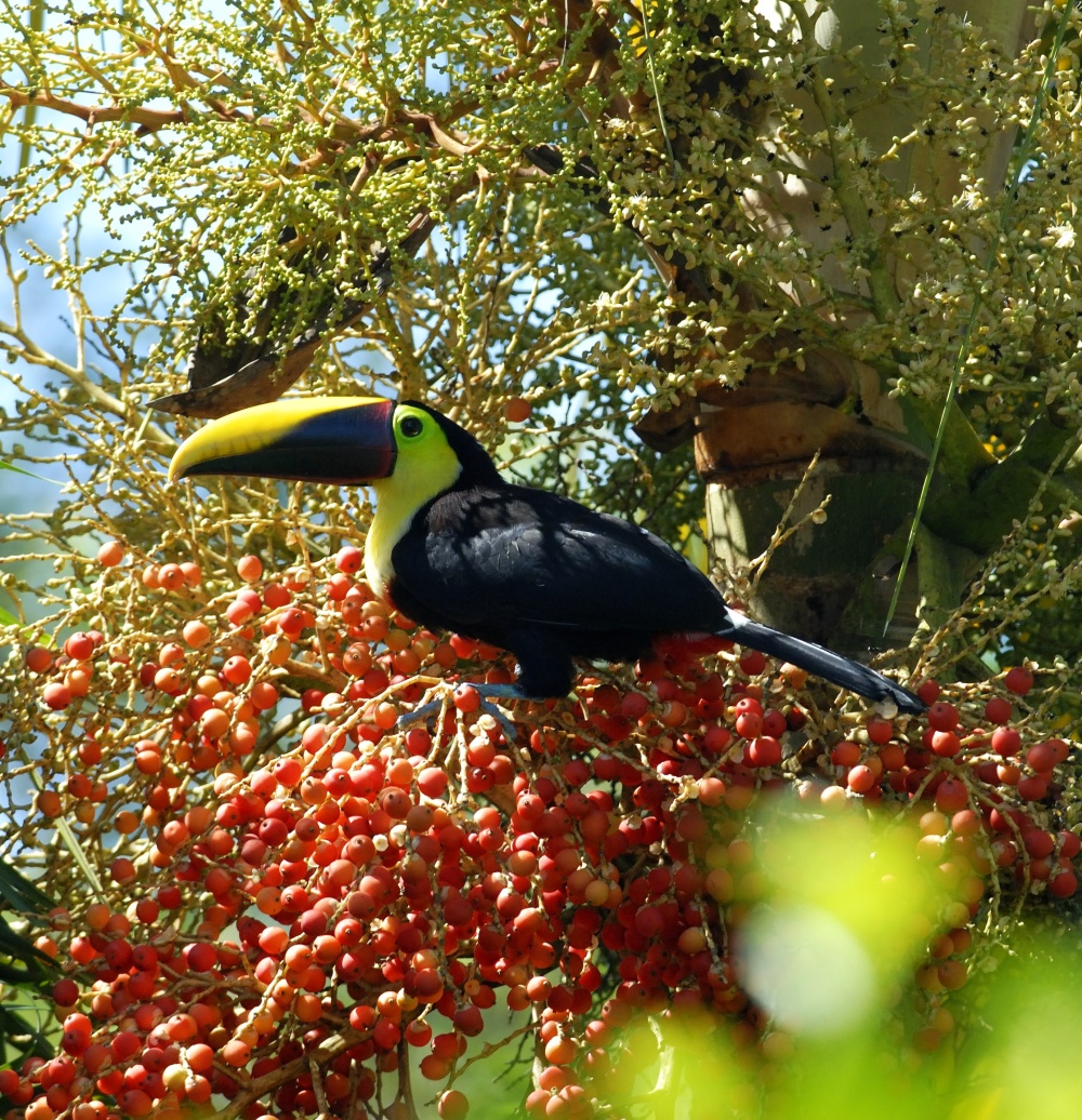 Na plodech palmy u přístavu se krmí tukan hnědohřbetý (Ramphastos swainsonii)
