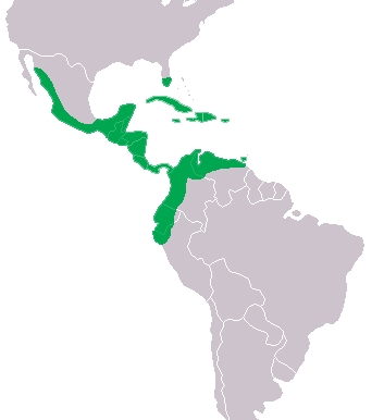 Mapa rozšíření krokodýla amerického (Crocodylus acutus)