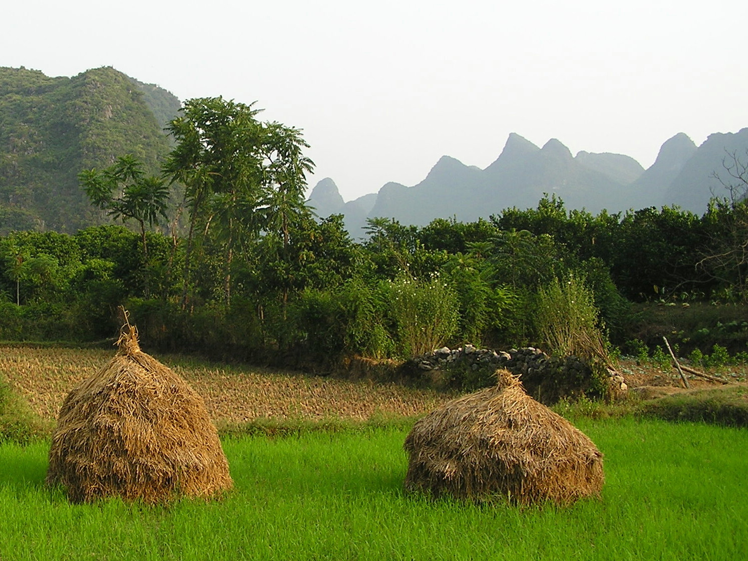 sklizeň rýže na řece Yulong, Yangshuo