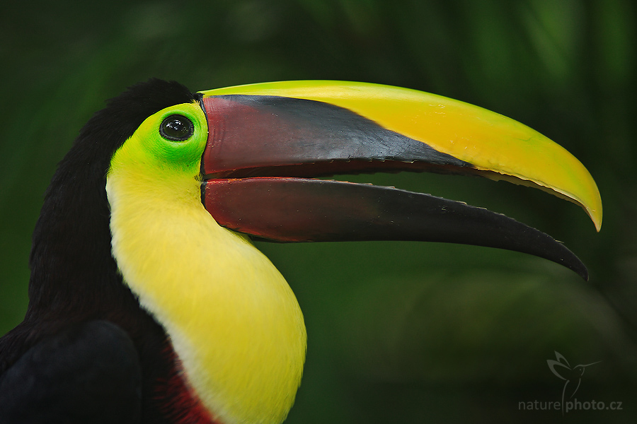 Tukan hnědohřbetý (Ramphastos swainsonii), Kostarika