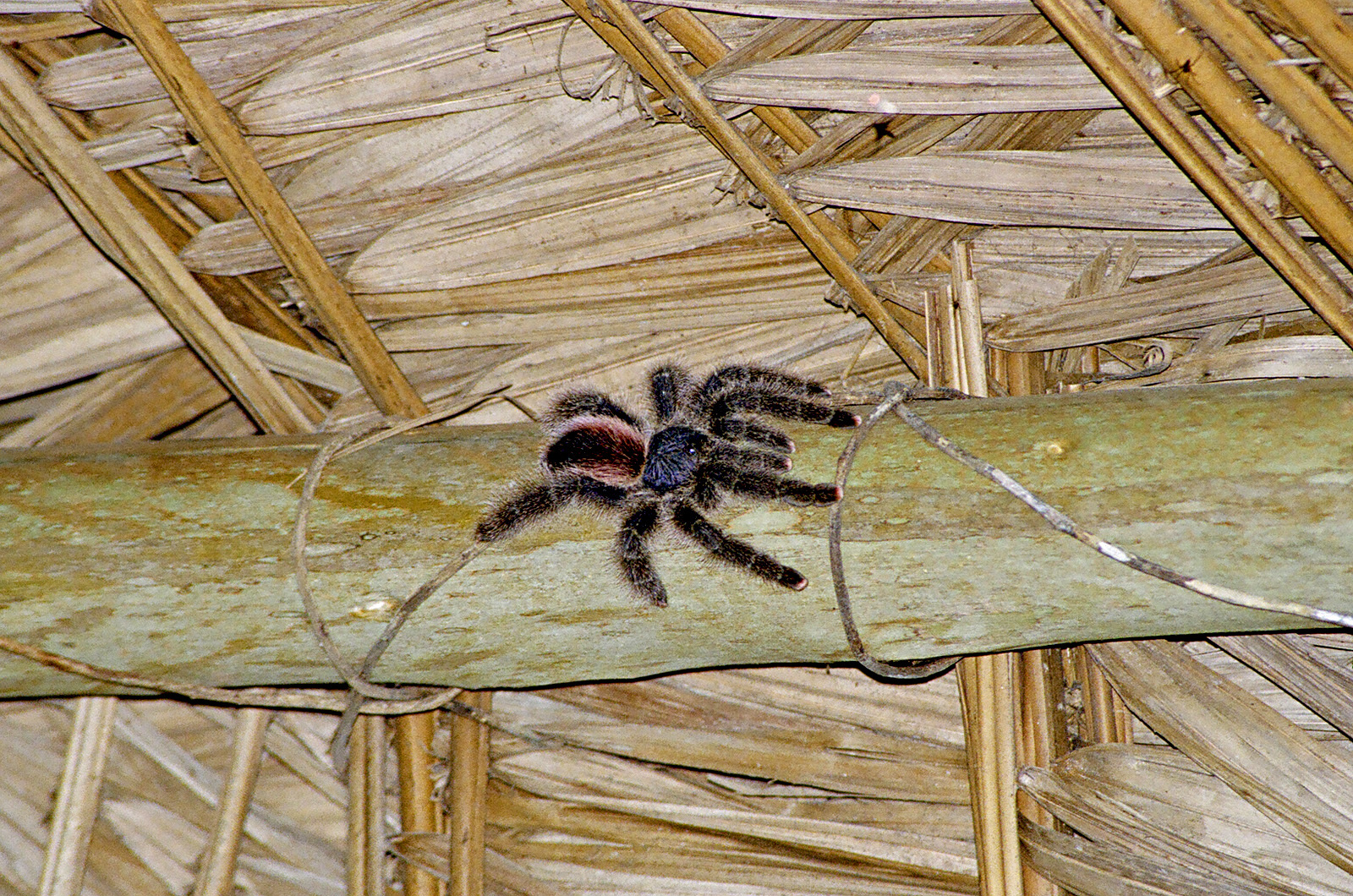 Obyvatelé campamenta - tarantule v podkroví