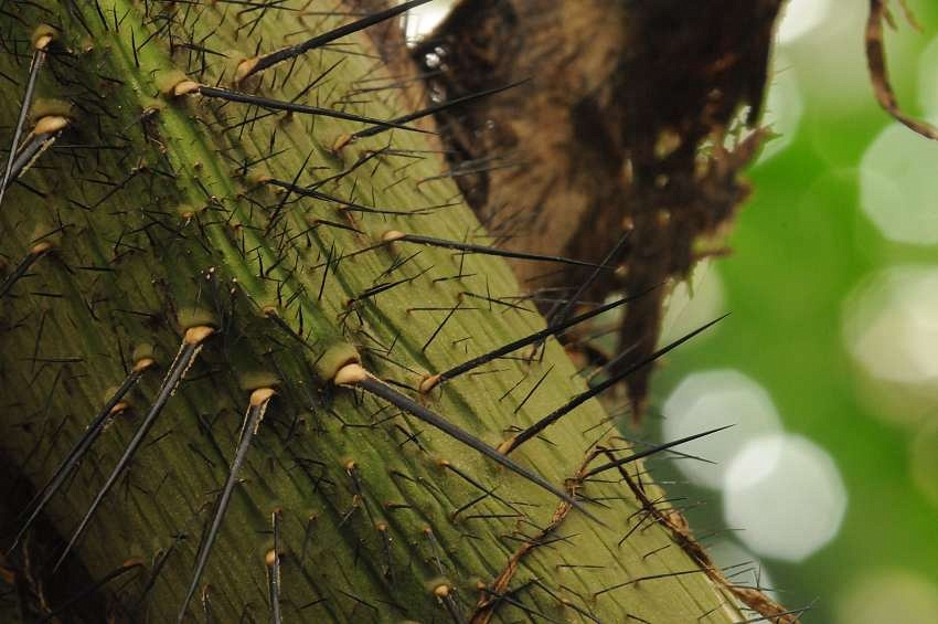 Aiphanes eggersii