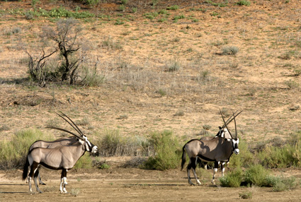 Gemsbok je totemové zvíře parku. Je to krásná a elegantní antilopa.