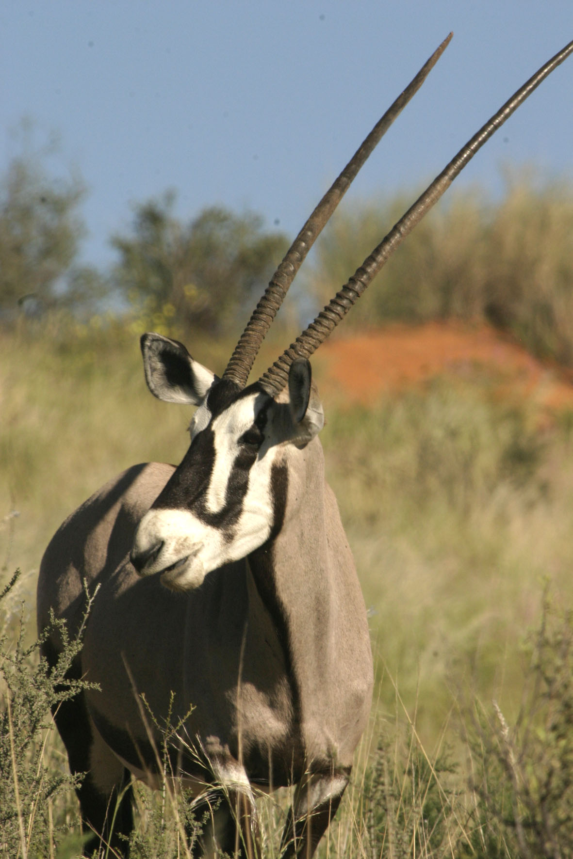 Přímorožec jihoafrický (gemsbok) je krásná antilopa, která dala jméno i jihoafrické části přeshraničního parku Kalahari, Botswana