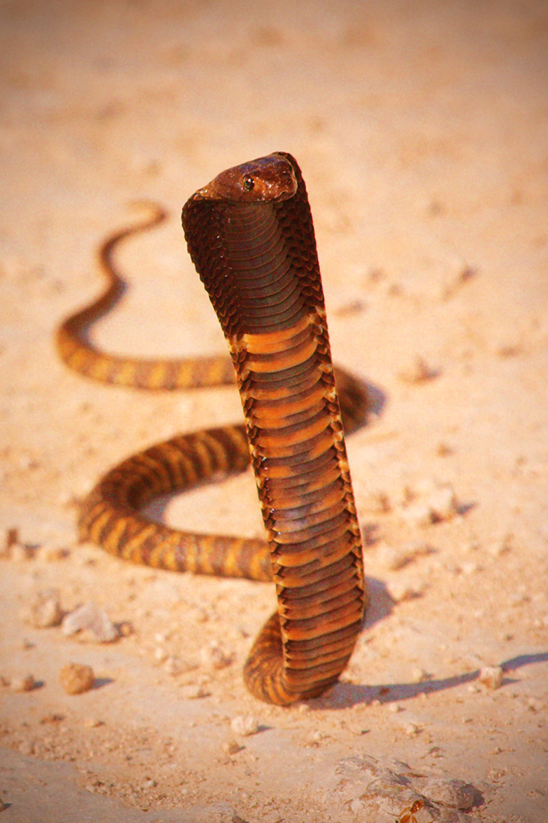 Kobra číhající na kořist mezi projíždějícími auty, foto: Šimon Athaj Řeřucha, Namibie