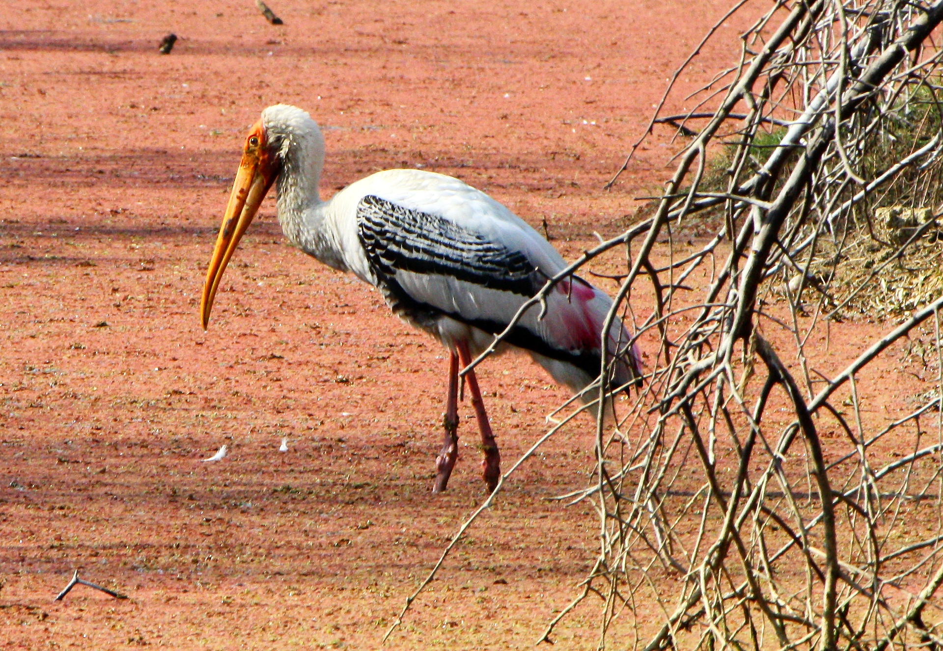 Marabu