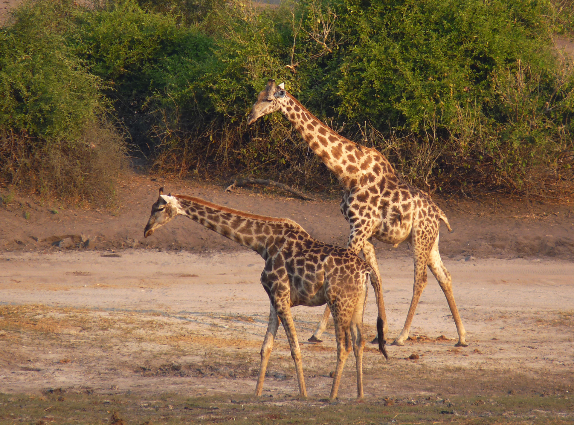 Žirafy, Botswana