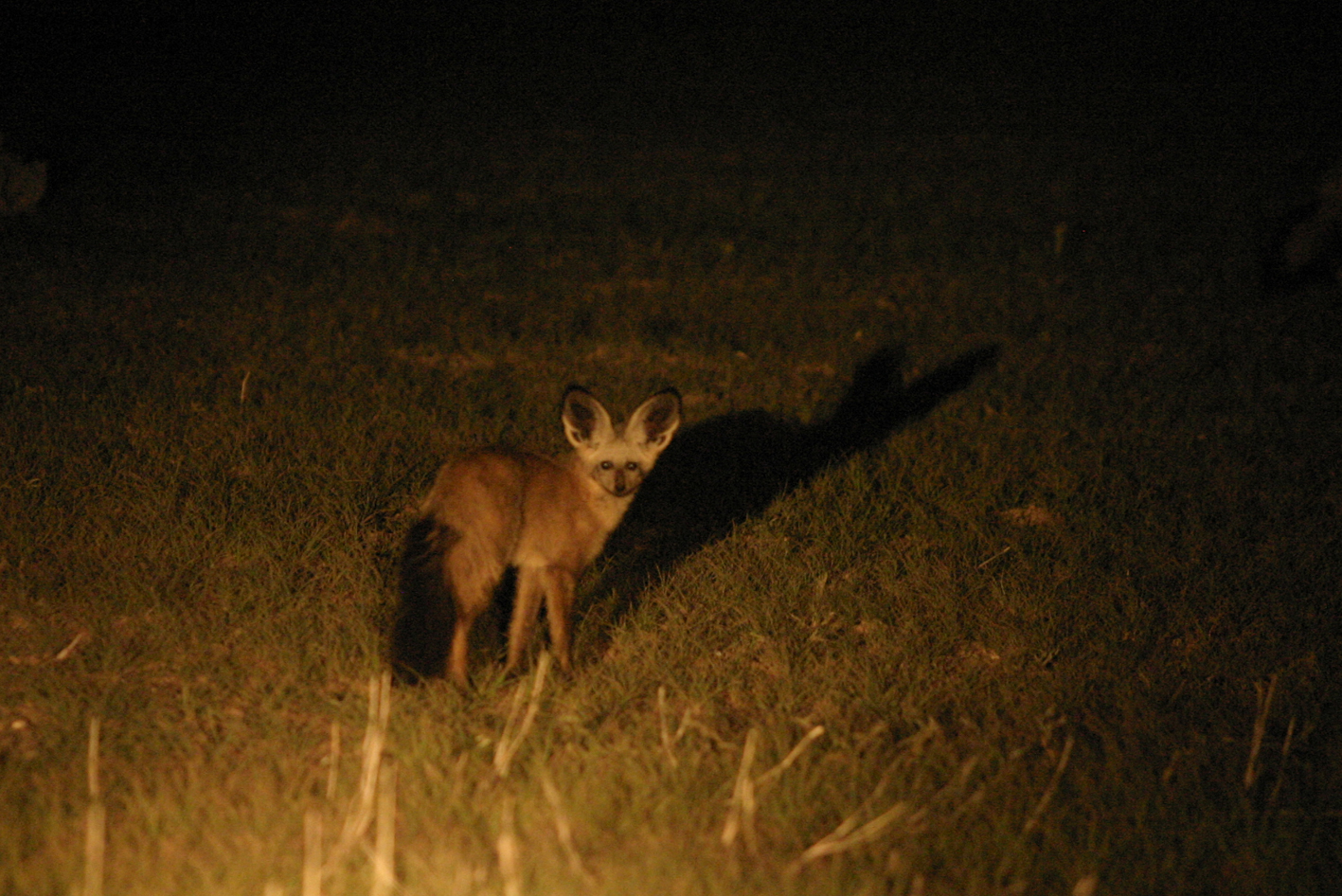 Všechno, co zůstalo z gemsboka. Kůže ztvrdlá na kámen a ostré rohy, Botswana