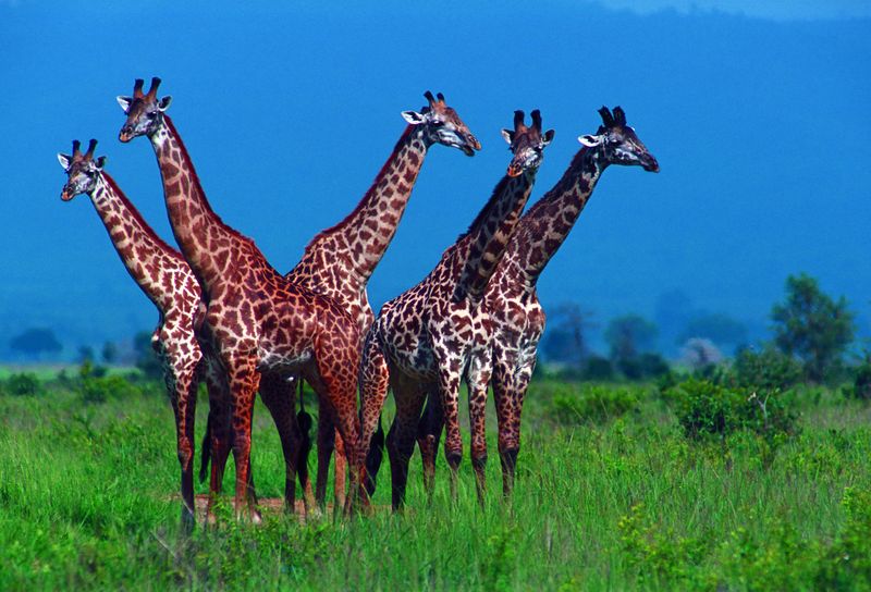 Žirafí sněm nedaleko kráteru Ngoro Ngoro, Tanzánie