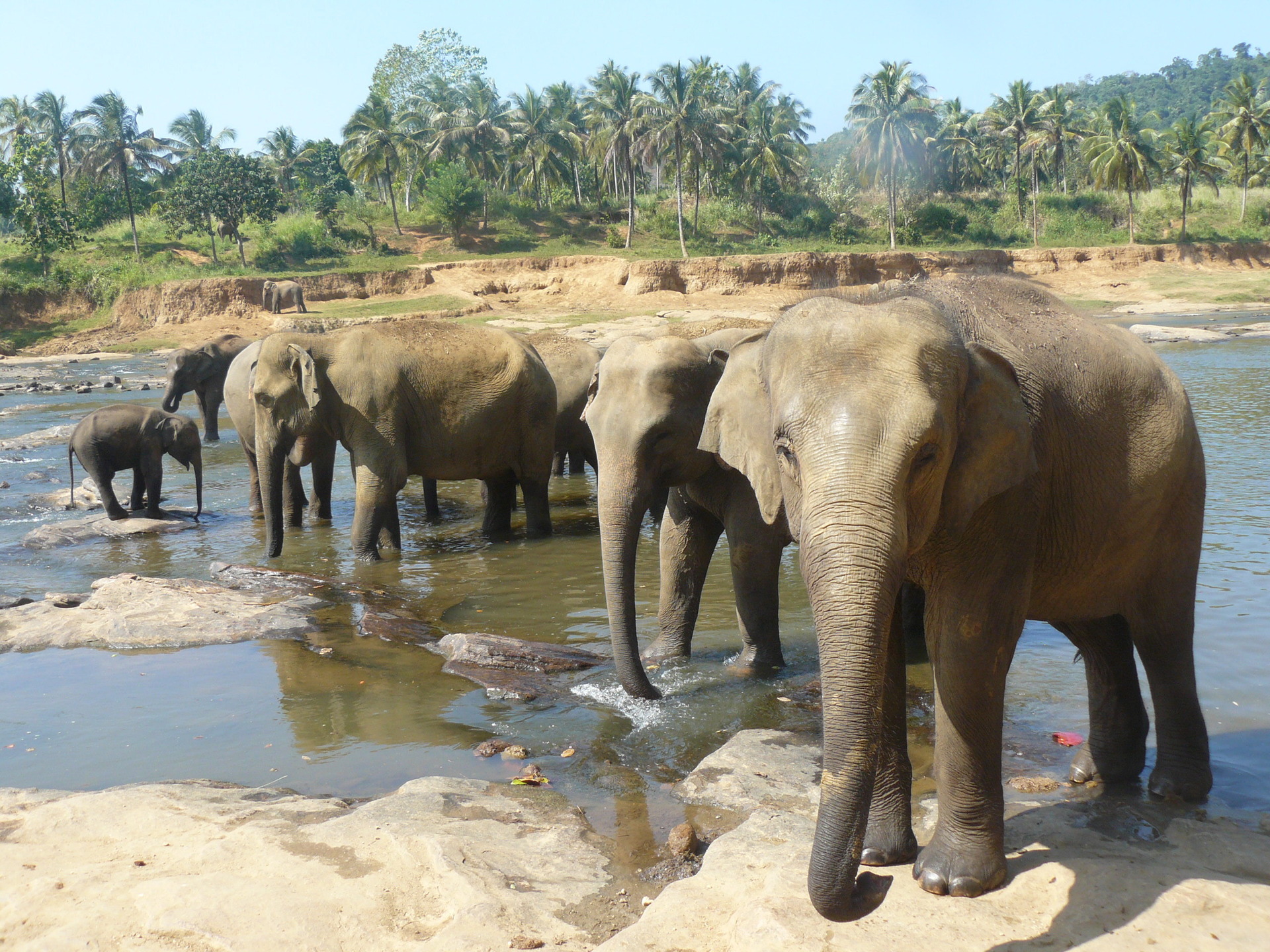 Sloni, Srí Lanka