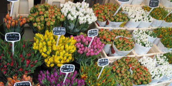 Květinové Holandsko aneb vše o tulipánech