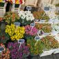 Květinové Holandsko aneb vše o tulipánech