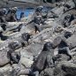 Batůžkářské Galapágy aneb jak na ně s omezenými finančními prostředky