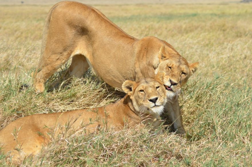 Zvířata zde pozorujeme téměř sami.