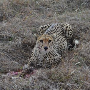 Zvířata zde pozorujeme téměř sami.
