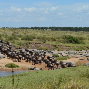 Půlmilionové stádo pakoňů jsme pozorovali takřka jediní.