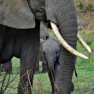 Zvířata zde pozorujeme téměř sami.