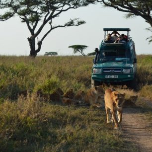 Národní parky si oddechly od turistů a moc se vrátila králům zvířecí říše.