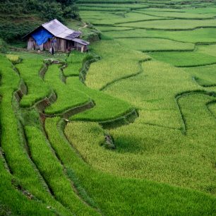 Nekonečná rýžová pole v horské oblasti Sapa, Vietnam