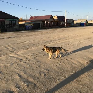 Na ostrove Olhkon žije spousta divokých psů