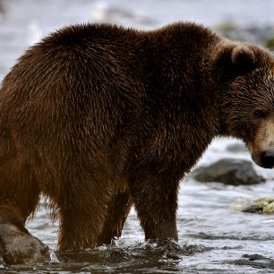 Kodiak - ostrov krále medvědů