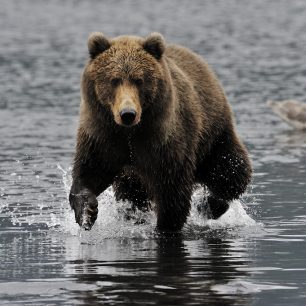 Kodiak - ostrov krále medvědů