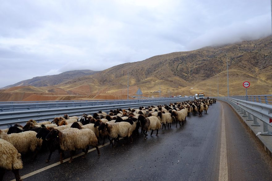 Stáda ovcí, koz, krav a někdy i hus patří ke koloritu krajiny... i na dálnicích.