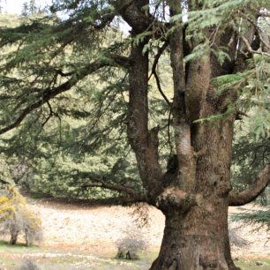 Cedry u Ifránu, marockého Švýcarska