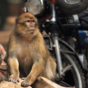 Opice (bezocasí makakové) u Ifránu, marockého Švýcarska