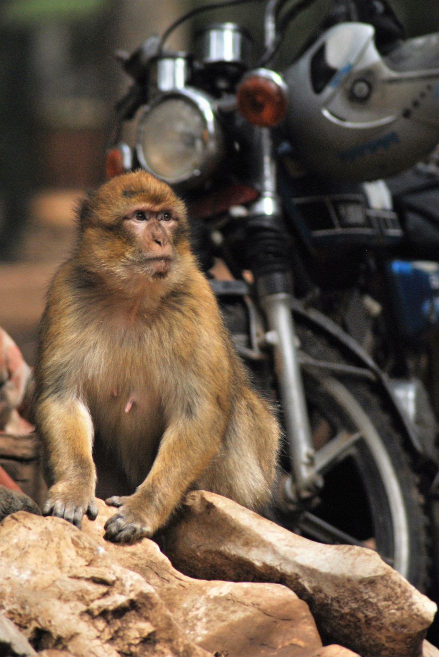 Opice (bezocasí makakové) u Ifránu, marockého Švýcarska