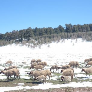 Zima pod Atlasem