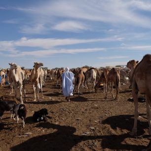 Velbloudí trh u Nuakšotu