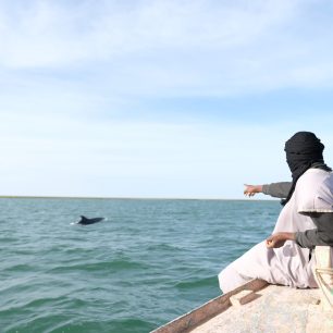 Delfíni v NP Banc d´Arguin