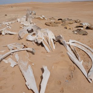 Kostra velryby v NP Banc d´Arguin