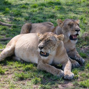 Zvířata v keňských parcích si na turisty téměř odvykla