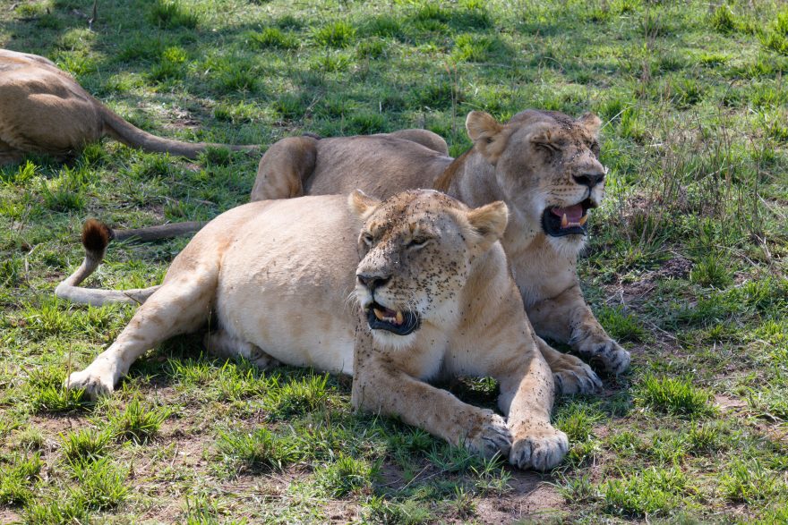 Zvířata v keňských parcích si na turisty téměř odvykla