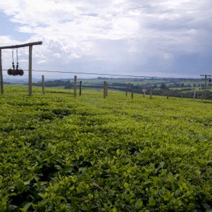 Rozlehlé čajové plantáže v Kerichu