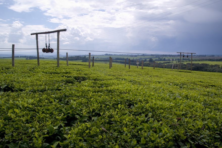 Rozlehlé čajové plantáže v Kerichu