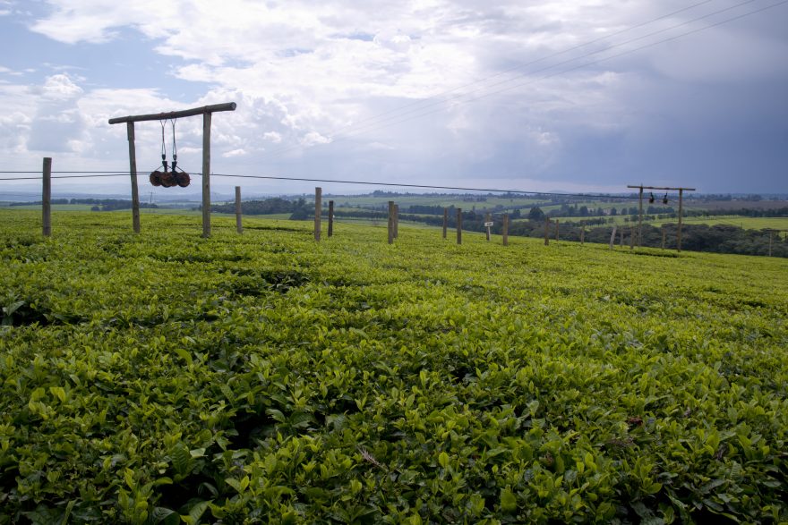 Rozlehlé čajové plantáže v Kerichu