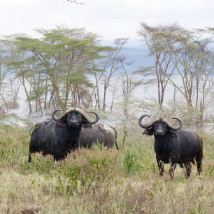 Buvolové u jezera Nakuru