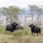 ROZHOVOR: Měsíční cesta po liduprázdné Keni přes opuštěné parky i neznámé pobřeží v době pandemie